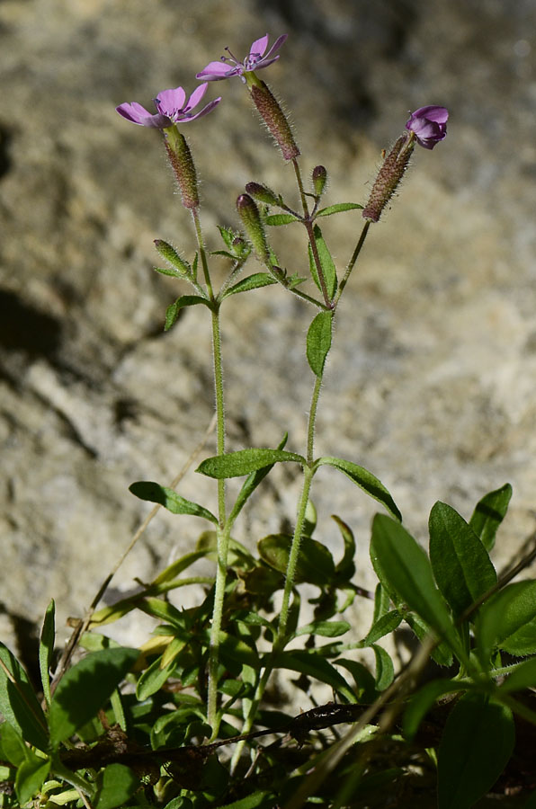 Saponaria ocymoides / Saponaria rossa